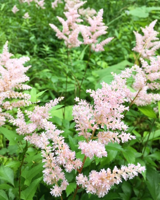 お庭のお花アスチルベ