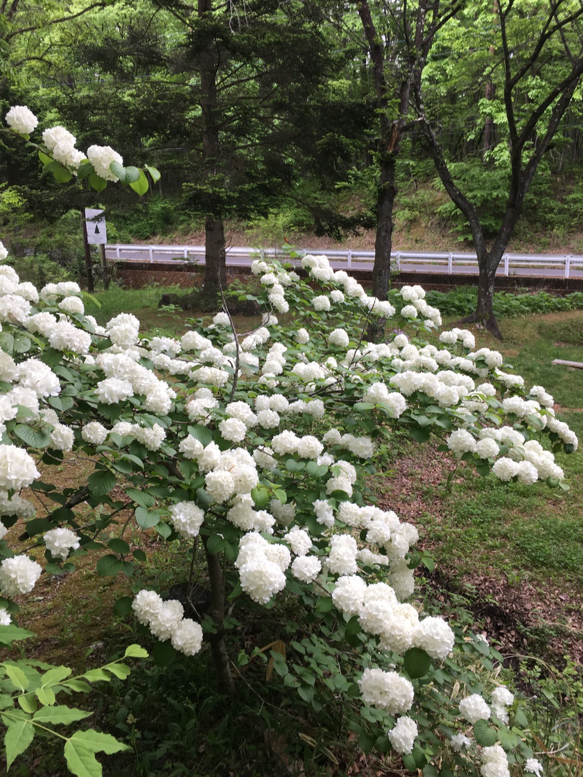 お庭のお花こでまり