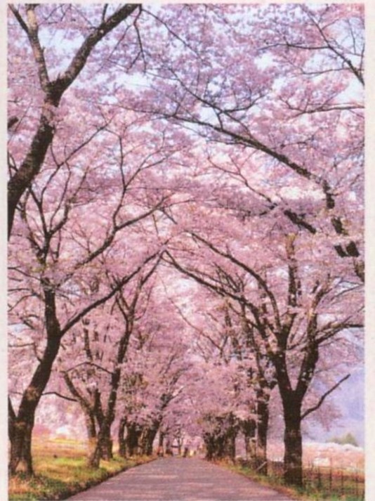 真原の桜並木