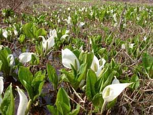 Silver Otowa Image 4, Itoigawa, Japan