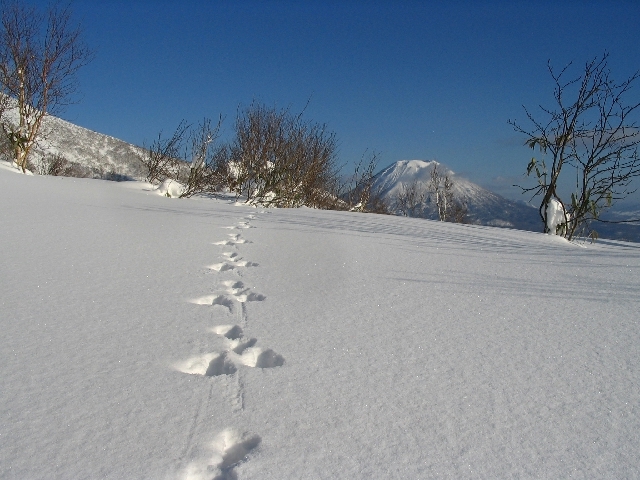 ニセコの雪原にウサギの足跡