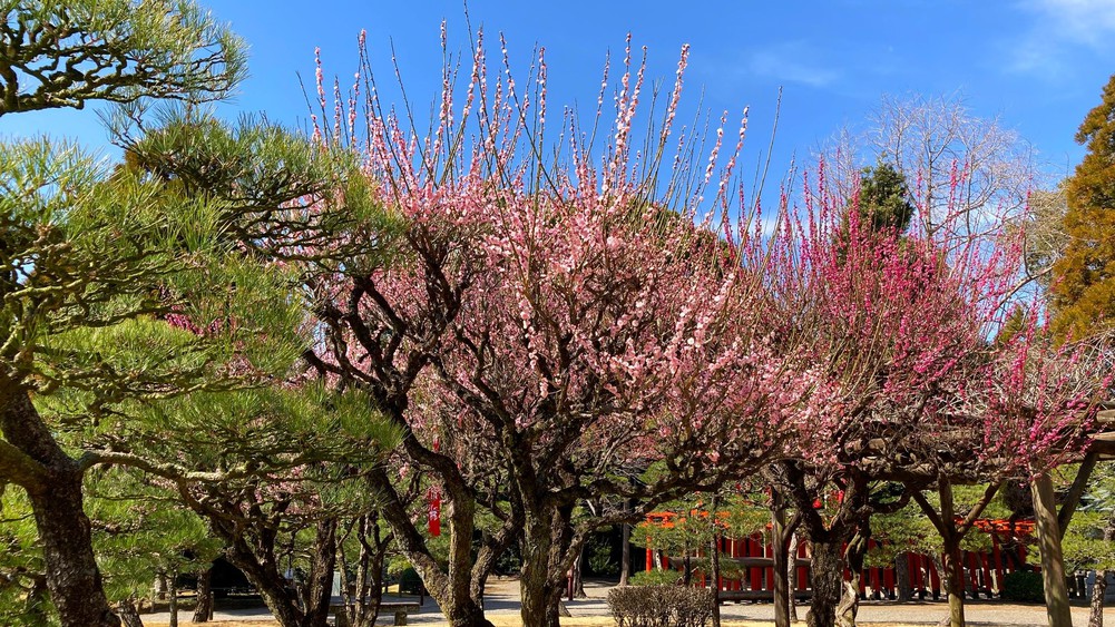 写真提供：熊本県観光連盟水前寺成趣園の梅