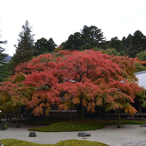 糸島観光(雷山千如寺・大楓)