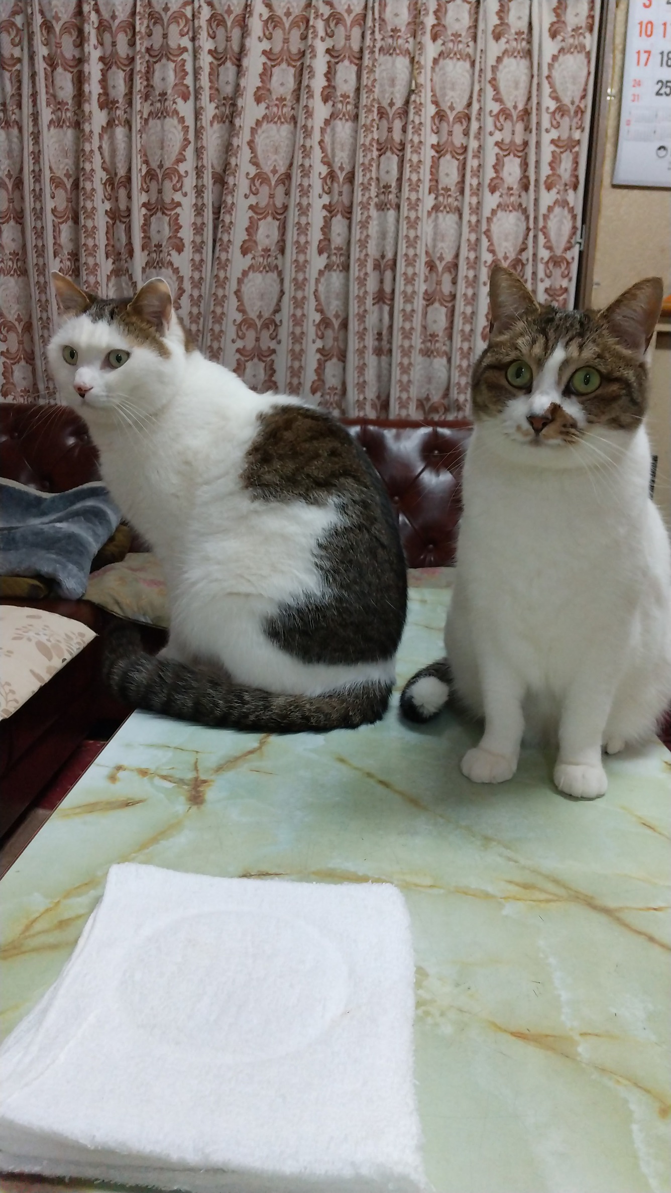 マロンとハナ