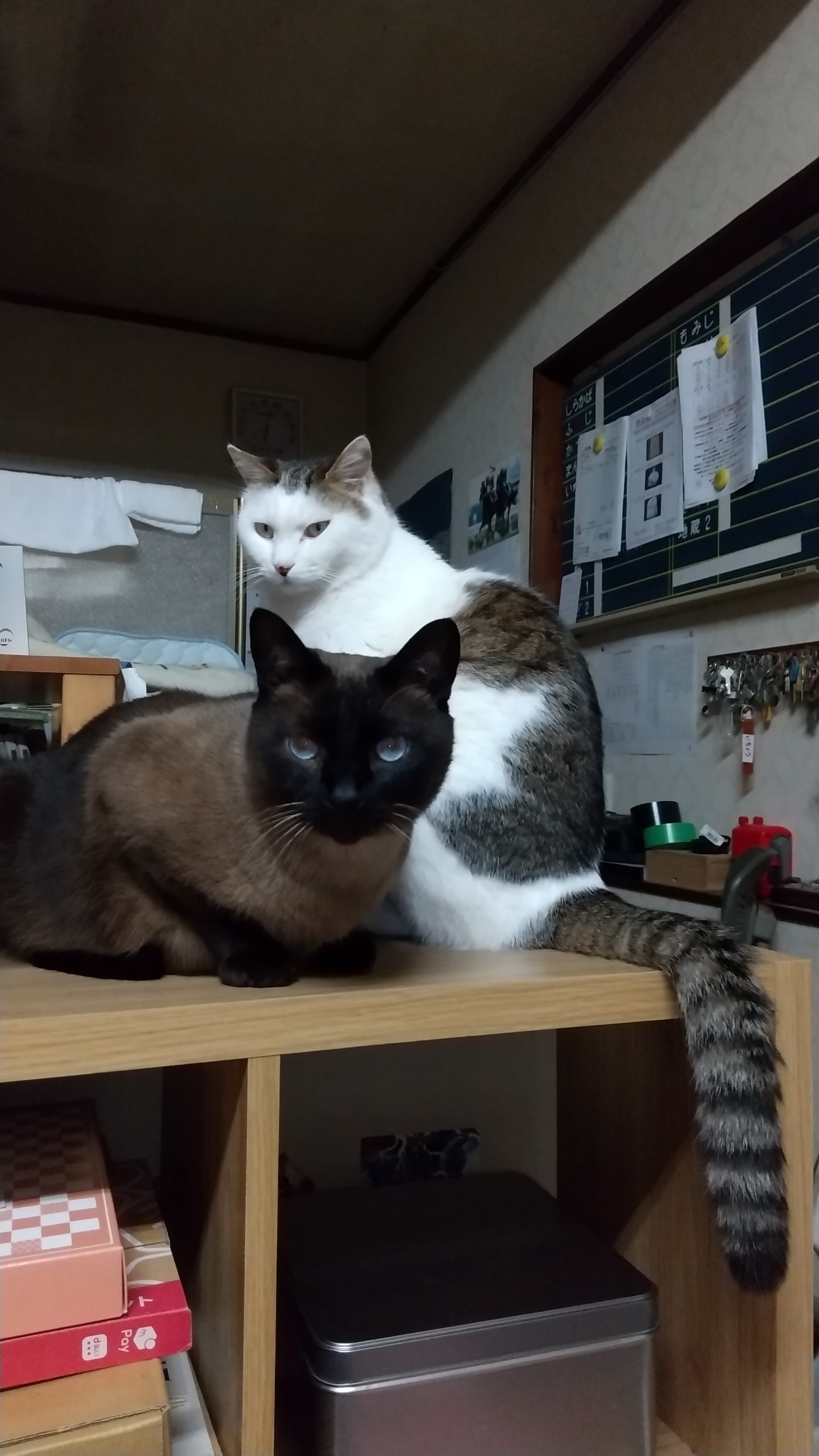 マロンとチャチャ