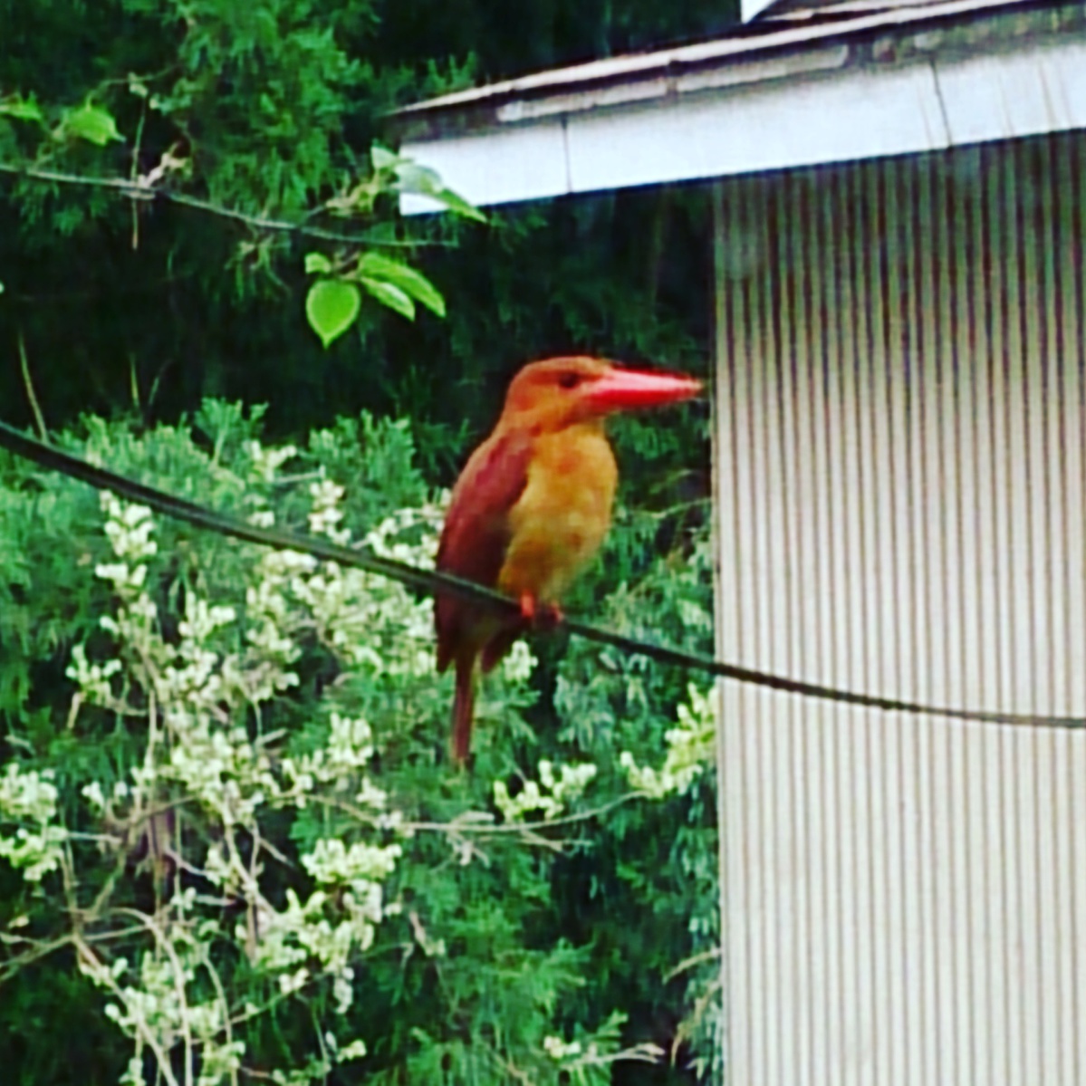 アカショウビン