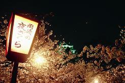 ４月恒例の桜祭り夜桜もきれいです