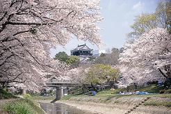 桜の岡崎城