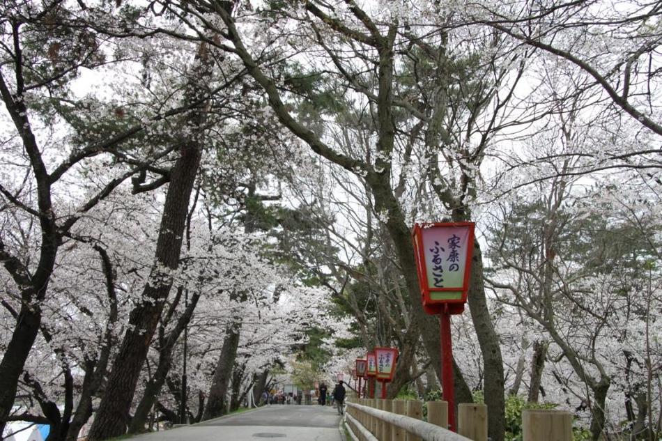 桜咲く岡崎公園。