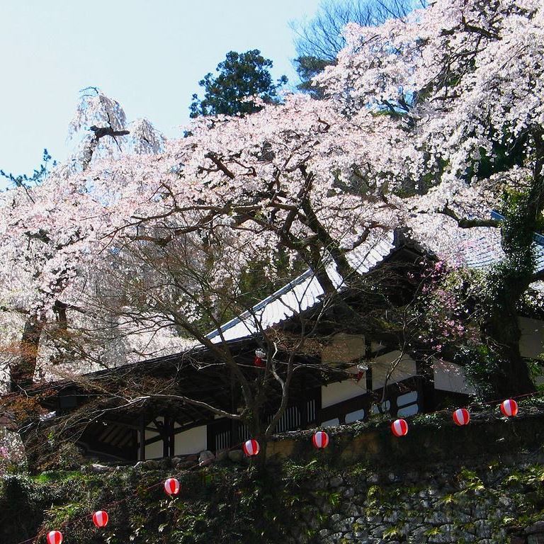 善福寺樹齢200年を超えるしだれ桜が有名な寺院です。毎年4月に夜桜茶会が催されます（徒歩2分）
