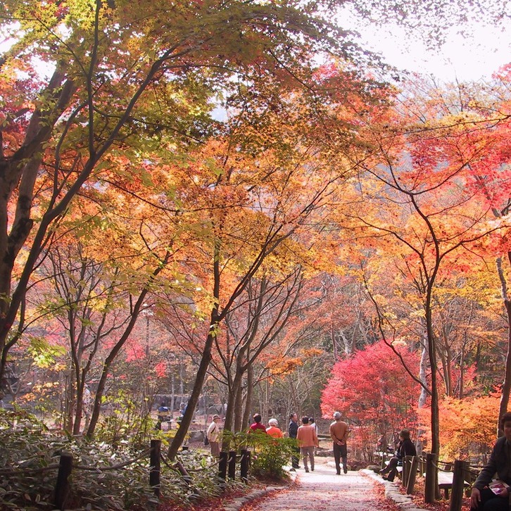 瑞宝寺公園紅葉の名所。秀吉が終日眺めていても飽きないことから「日暮らしの庭」とも（徒歩20分）