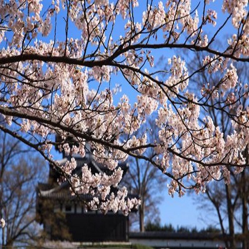 桜