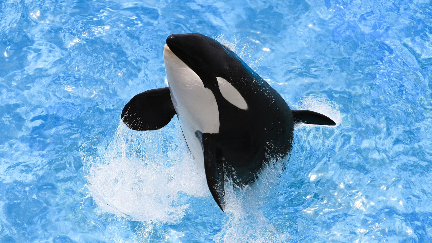 【シーワルドプラン】伊勢海老・鮑！丸々1匹コース〜鴨川シーワールド入園券付〜