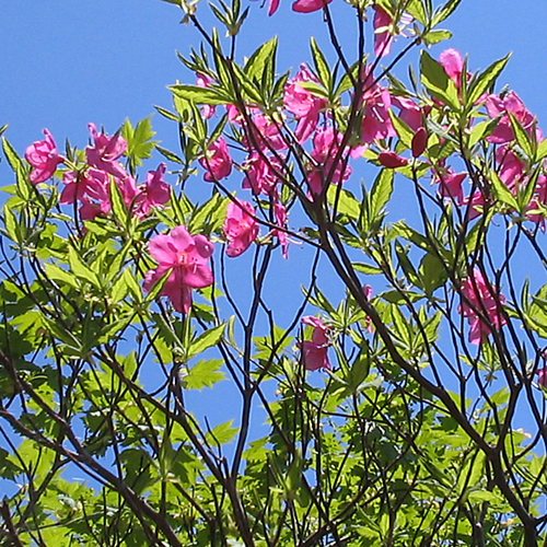 *森吉山/豊かな自然の中を散策（風景一例）/花々