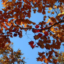 *紅葉風景/紅葉の景色をカメラに