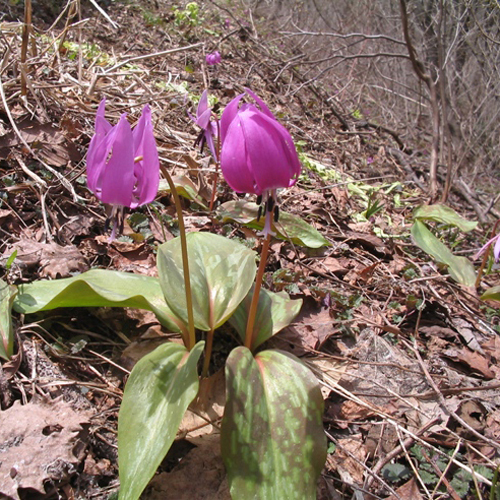 *森吉山/豊かな自然の中を散策（風景一例）/花々