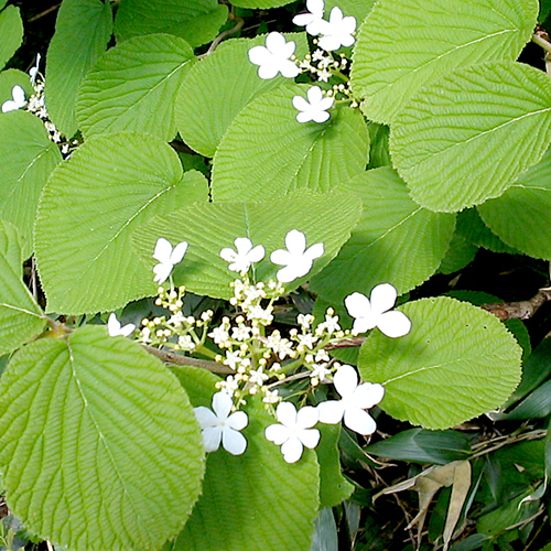 *森吉山/豊かな自然の中を散策（風景一例）/花々