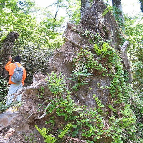 *森吉山/豊かな自然の中を散策（風景一例）