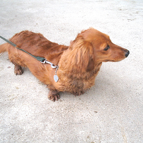 요세이노모리 코티지 라울루