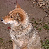 요세이노모리 코티지 라울루