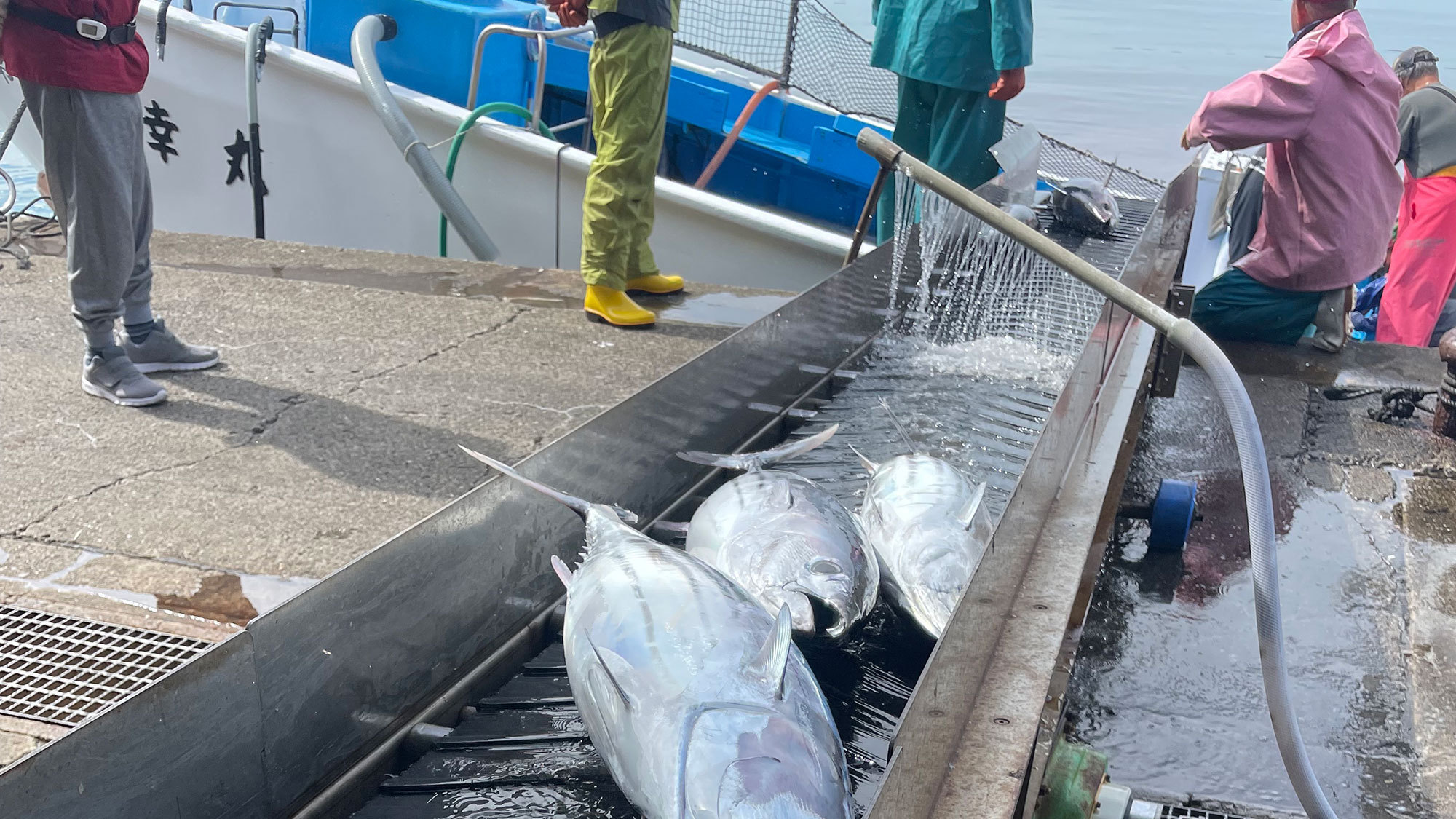 和具漁港のカツオ漁船