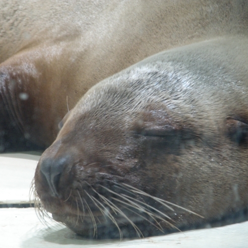 大分マリーンパレス水族館「うみたまご」は、車で11分