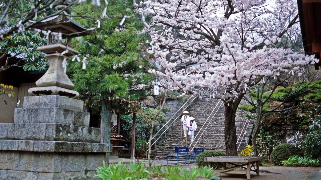 *【周辺観光】お遍路さんと桜-提供：（公社）香川県観光協会
