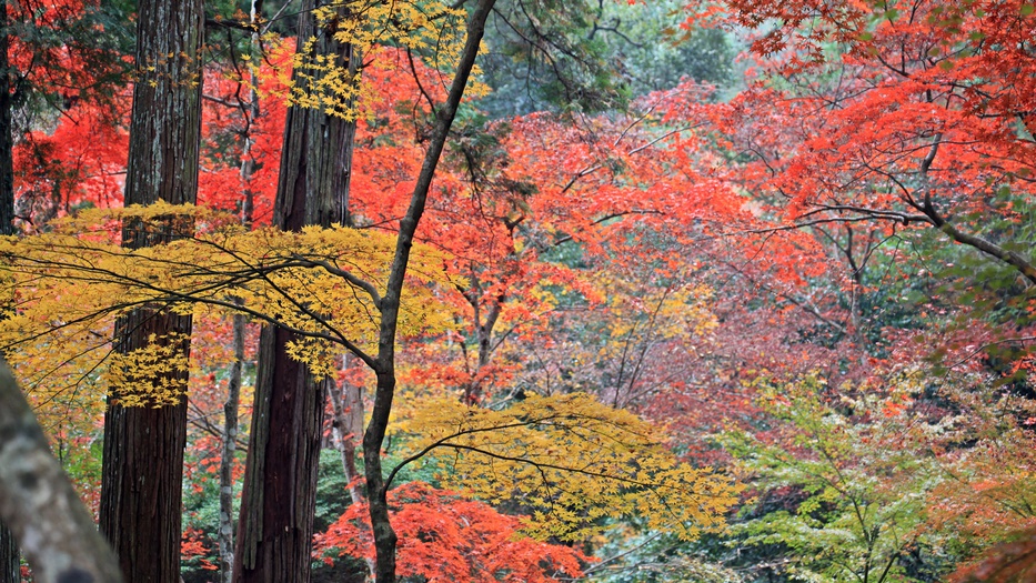 *【周辺観光】紅葉-提供：（公社）香川県観光協会