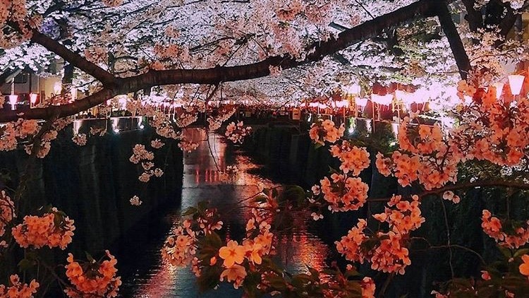 目黒川桜夜のライトアップ