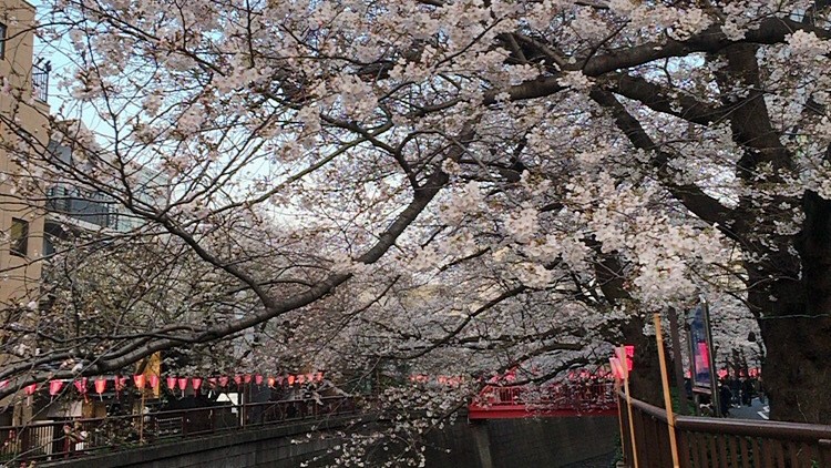 目黒川桜風景その2