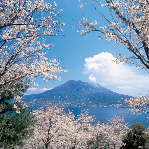 桜島と桜