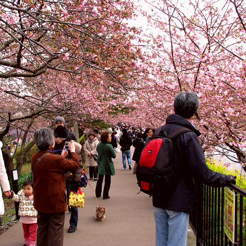 河津桜並木