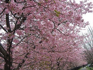 Ｈ２２年２月河津桜