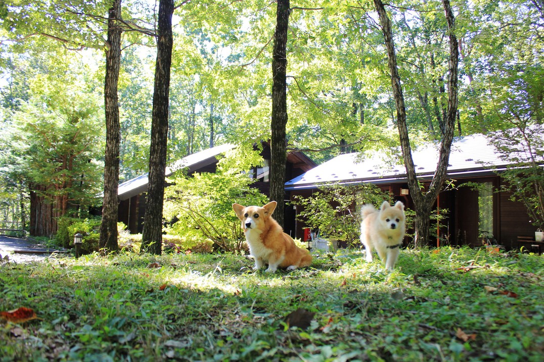 This photo about Mori no Cottage Kurumi no Ki shared on HyHotel.com
