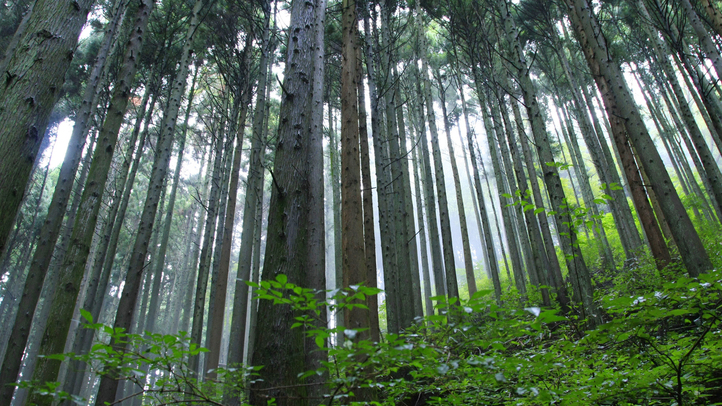 ロックガーデン御岳山駅からの周回コースで、苔むした岩肌と木々の緑が美しいハイキングコースです