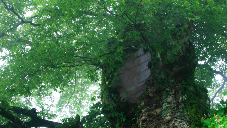 御岳の神代欅武蔵御嶽神社の参道にある国の天然記念物に指定されている欅です