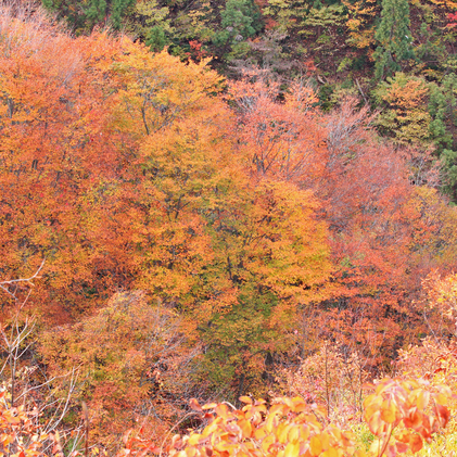 山の紅葉