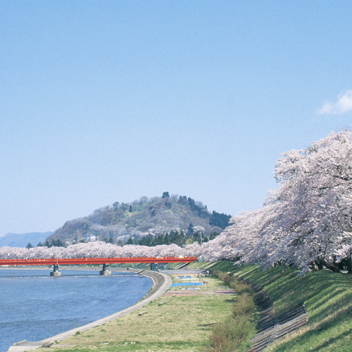 *【周辺】檜木内川堤の桜並木は、全長2kmにも及び、その光景は圧巻です。