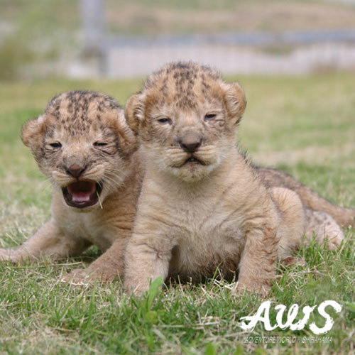 AWS・ライオンの赤ちゃん
