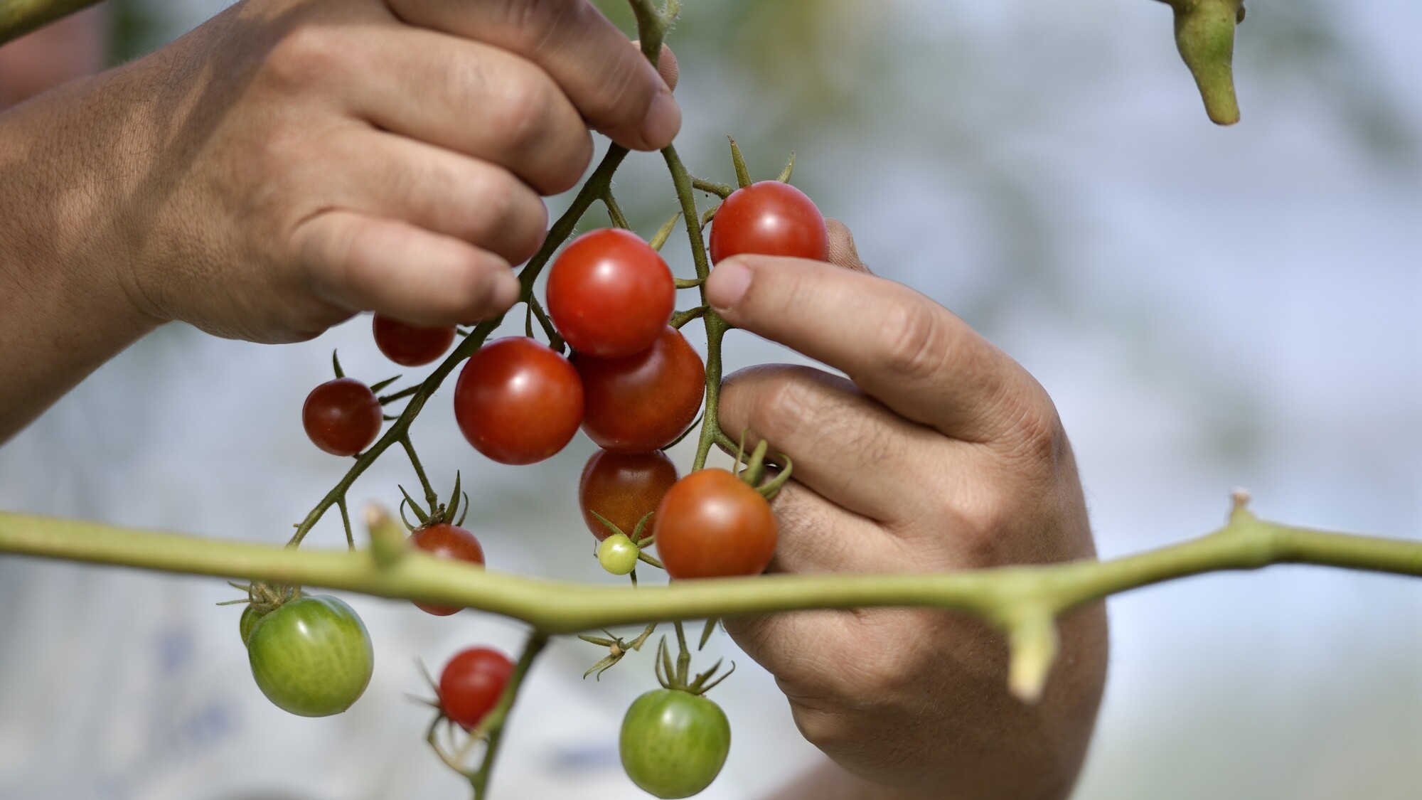ファインダイニング
