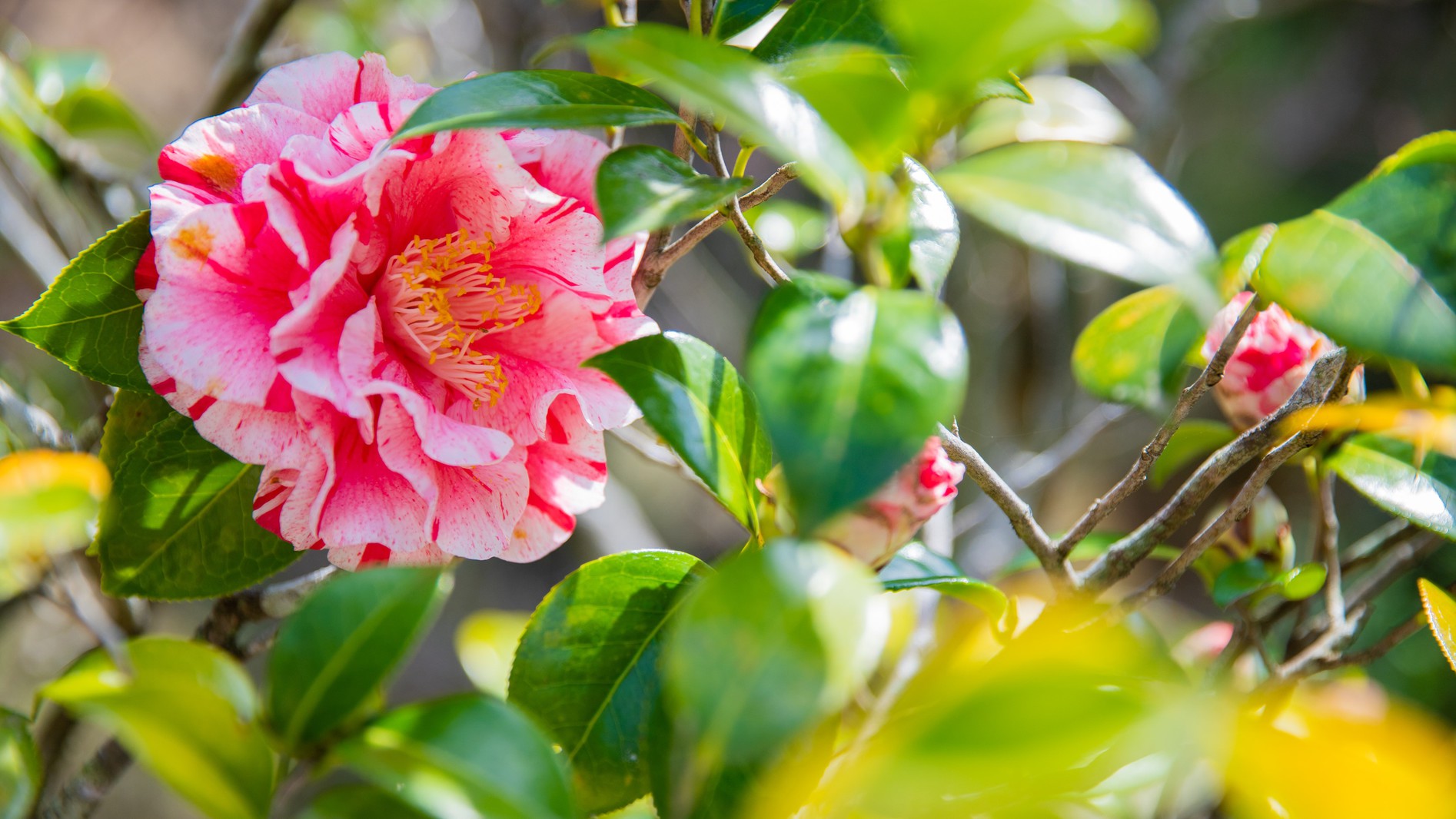 館内：季節のお花がお迎えいたします