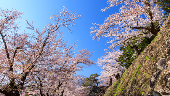 **【小諸城址】ソメイヨシノの他、小諸固有のコモロヤエベニシダレなど珍しい桜が楽しめます。