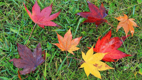 【周辺】ノンノの森の紅葉は色とりどり♪