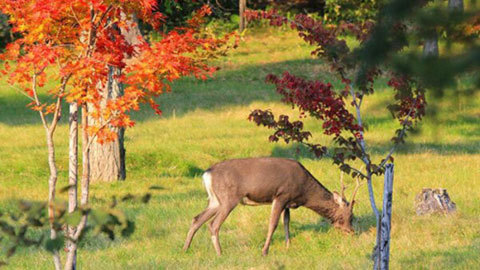 【周辺】紅葉と庭に遊びに来たエゾシカ