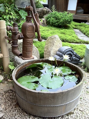 苔の生えた庭