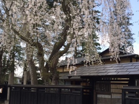 角館武家屋敷桜まつり