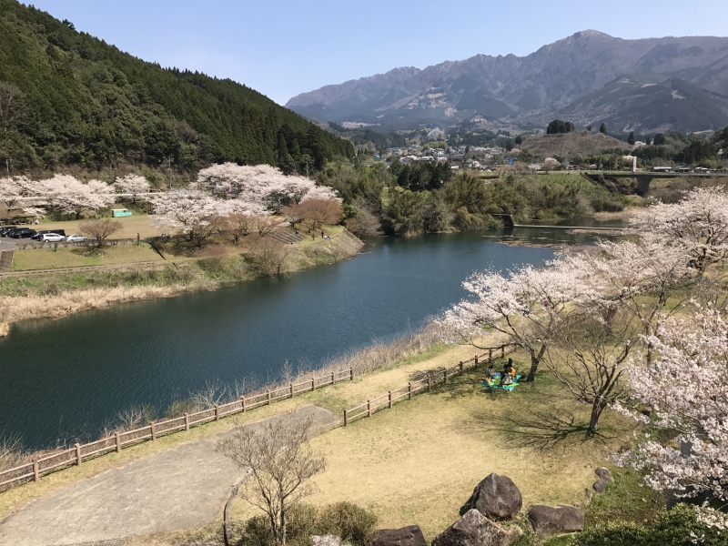 一房ダム周辺桜画像