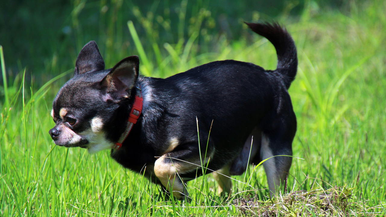 #ワンちゃん／一緒に走ろー！＼