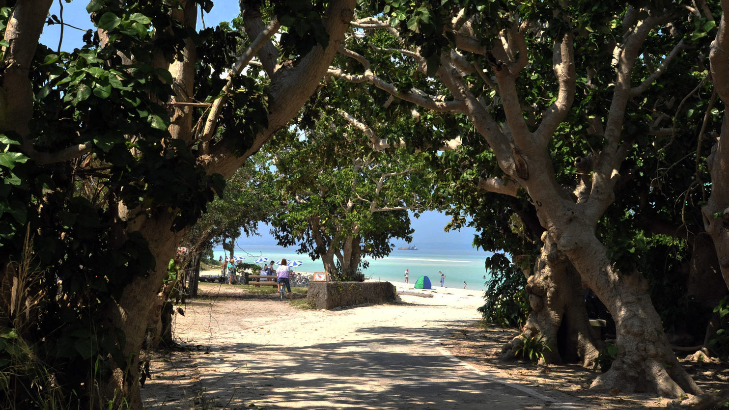 *【コンドイビーチ】自転車で10分！生い茂る木々のトンネルを抜けた先に、白い砂浜が広がります。