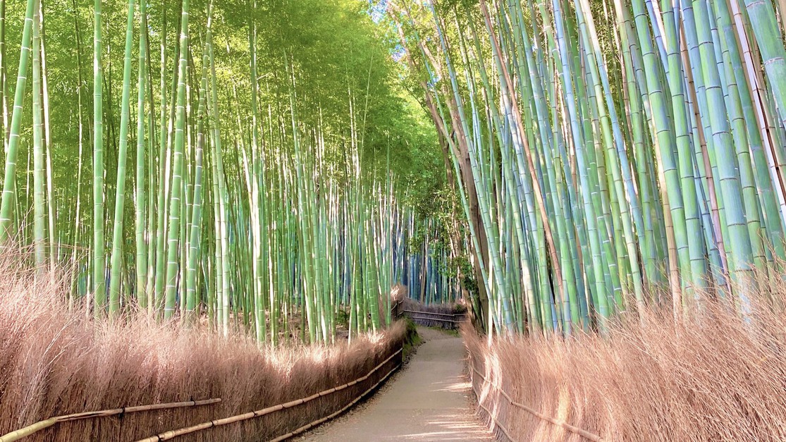 嵐山の竹林の小径